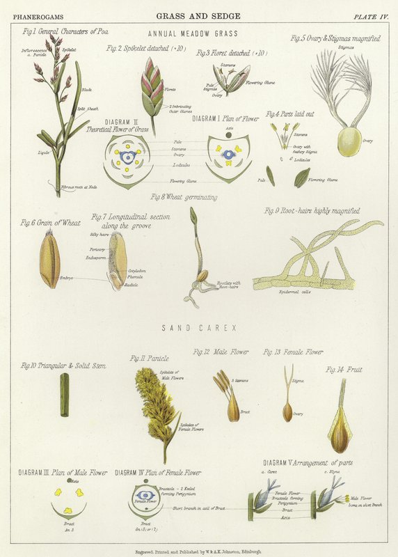 Grass and Sedge by English School