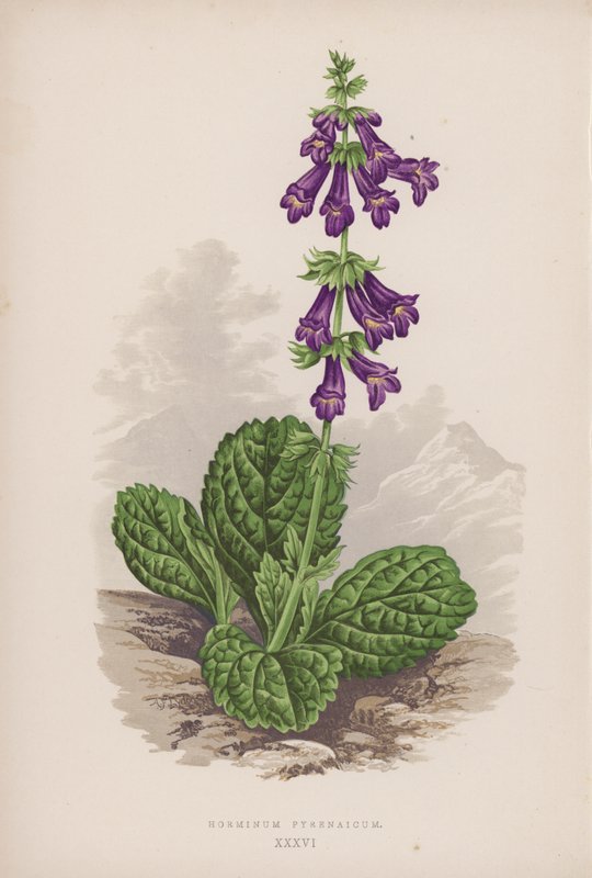 Pyrenean Dead-nettle by English School