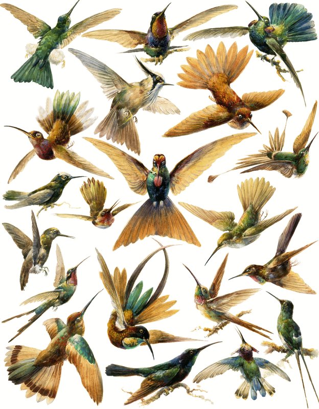 Humming Birds by English School