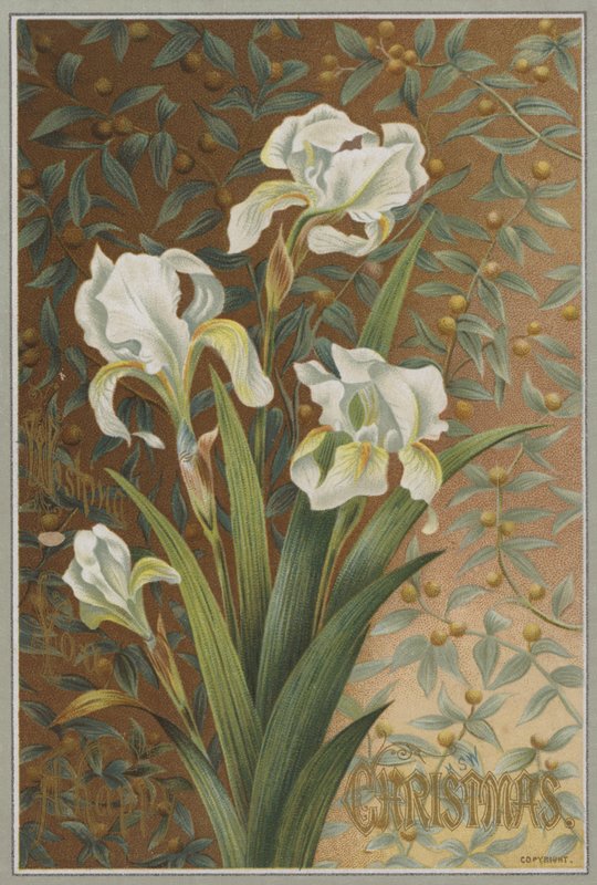 Iris by English School