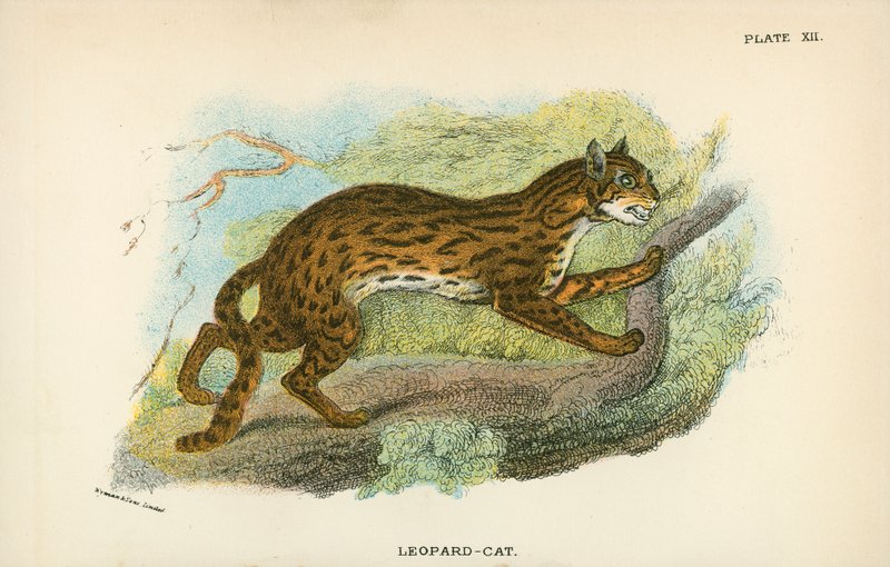 Leopard-Cat by English School