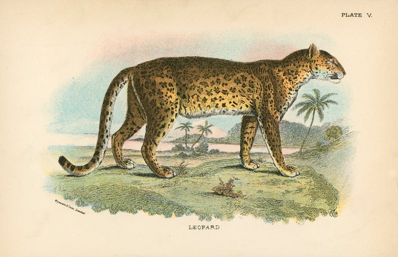 Leopard by English School
