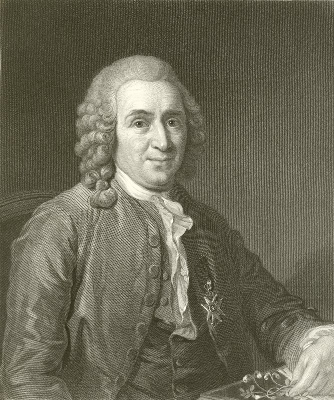 Linnaeus by English School