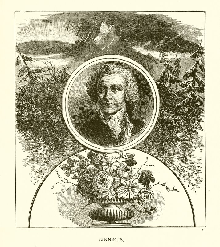 Linnaeus by English School