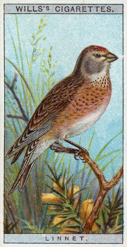 Linnet by English School
