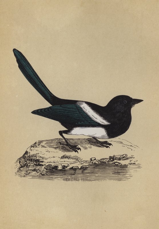 Magpie by English School