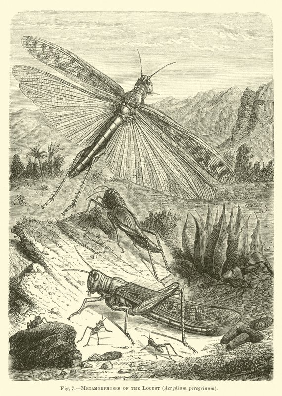 Metamorphoses of the Locust by English School