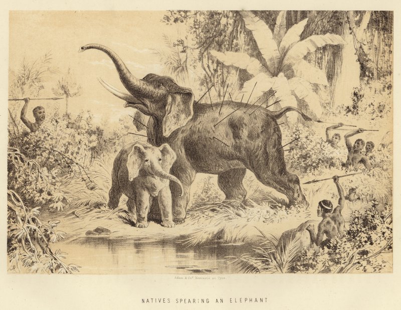 Natives Spearing an Elephant by English School