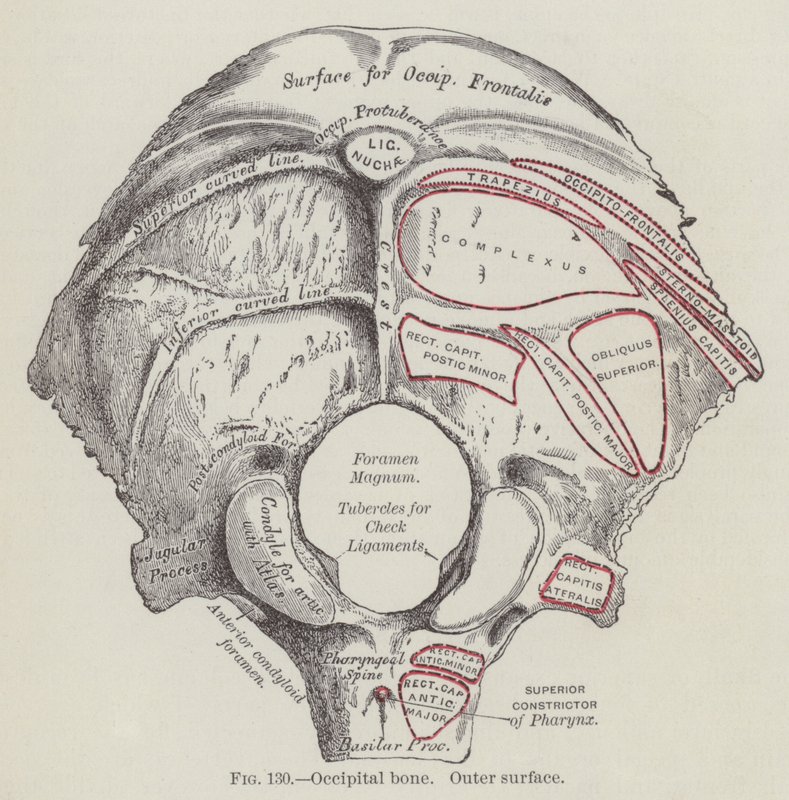 Occipital bone, outer surface (engraving) by English School