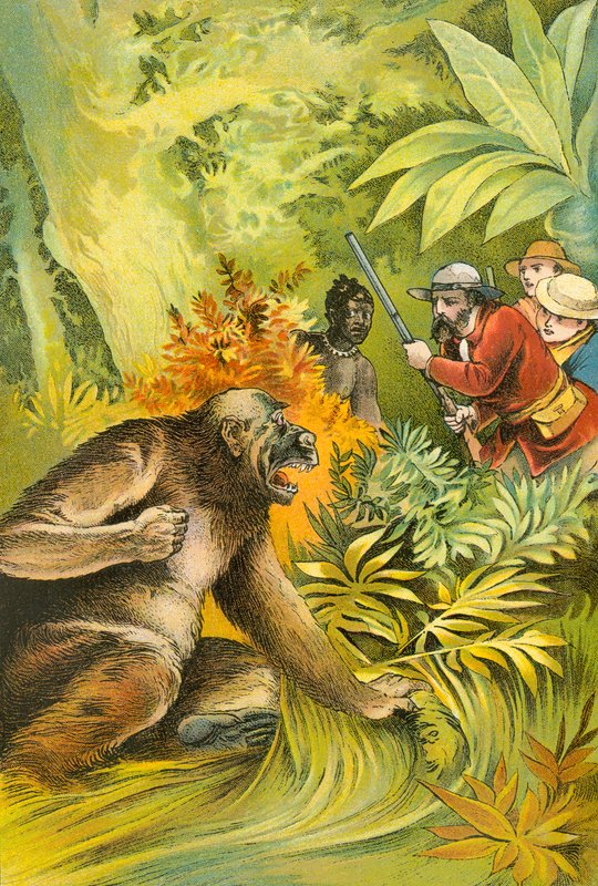 Our first gorilla by English School
