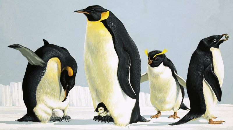 Penguins by English School