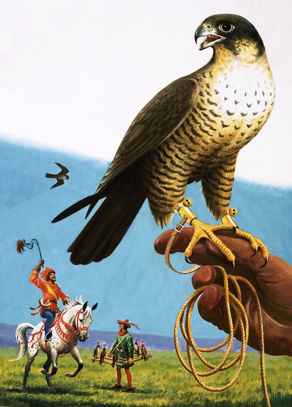 Peregrine Falcon by English School