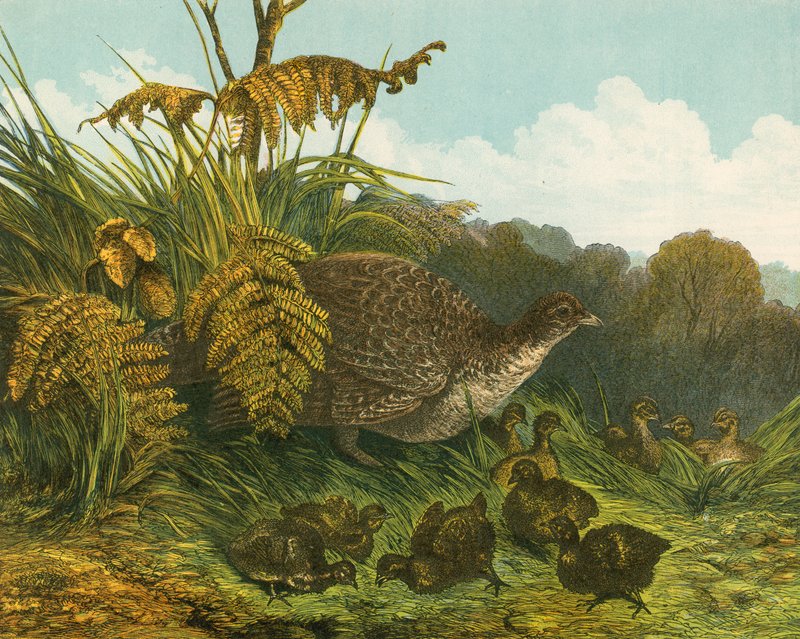 Pheasant and Its Brood by English School