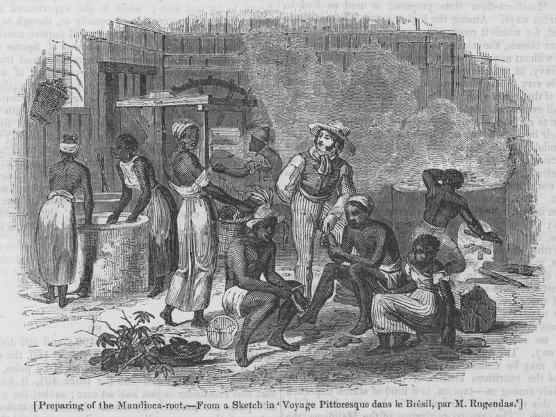 Preparing of the Mandioca-root by English School
