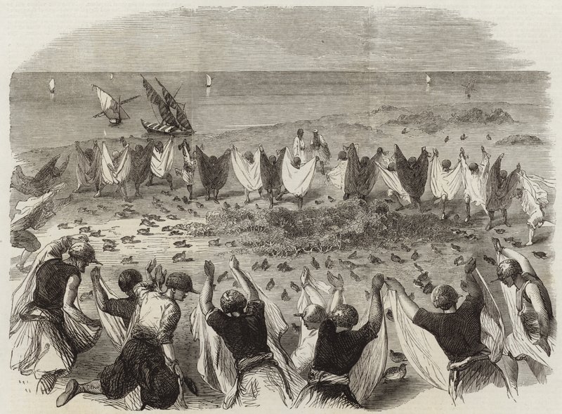 Quail Catching in Syria by English School