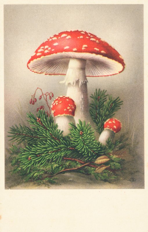 Red-Capped Toadstools by English School