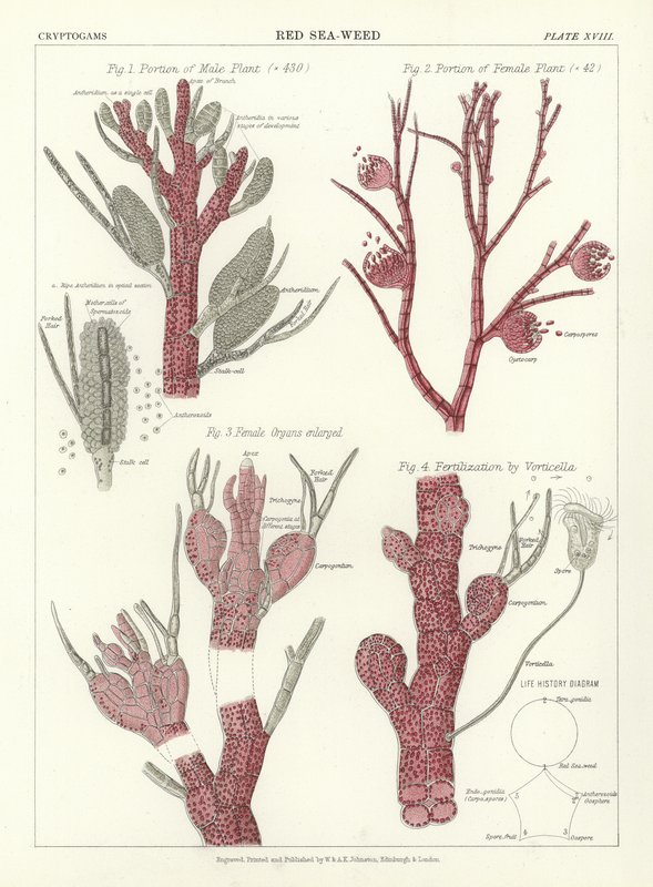 Red Sea-Weed by English School