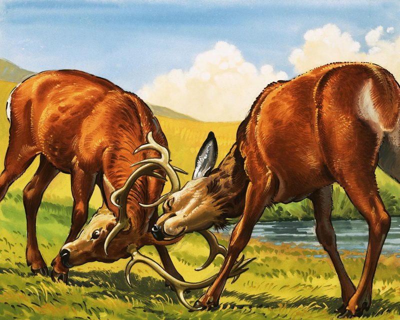 Red deer rutting by English School
