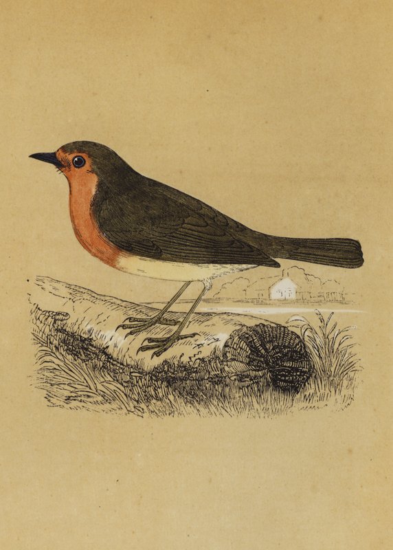 Redbreast by English School