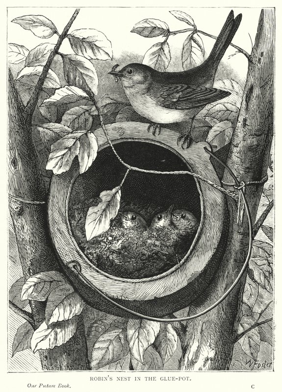 Robin
