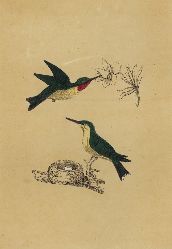 Ruby-Throated Humming-Bird by English School