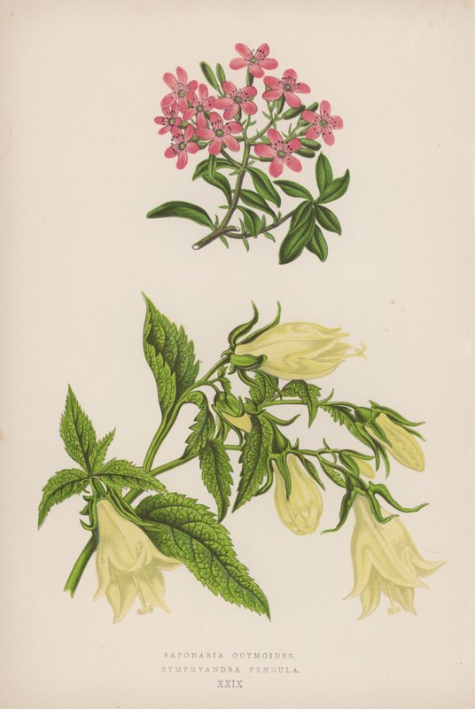Saponaria Ocymoides; Symphyandra Pendula by English School