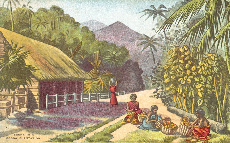 Scene in a Cocoa Plantation by English School