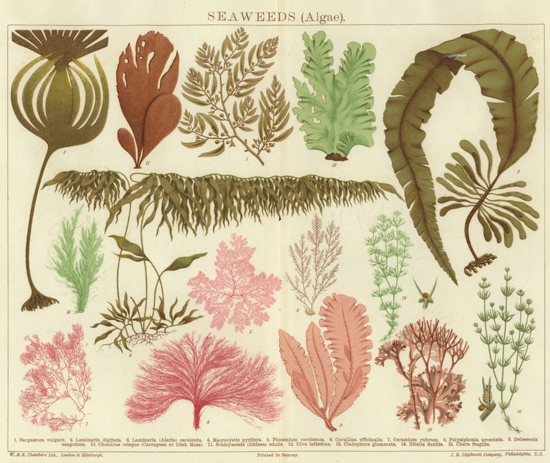 Seaweeds (algae) by English School