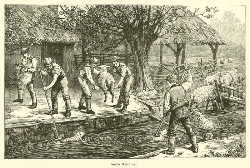 Sheep Washing by English School