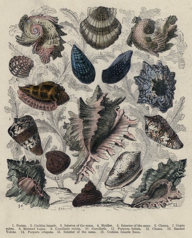 Shells by English School