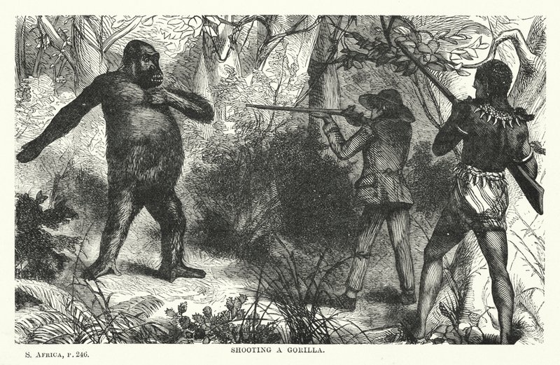 Shooting a gorilla by English School