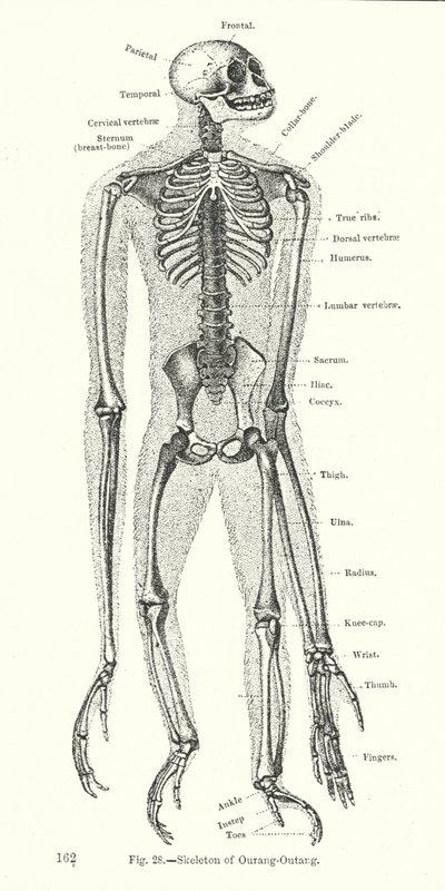 Skeleton of Orangutang by English School