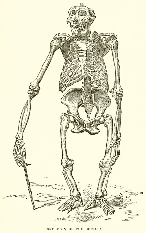 Skeleton of the Gorilla by English School