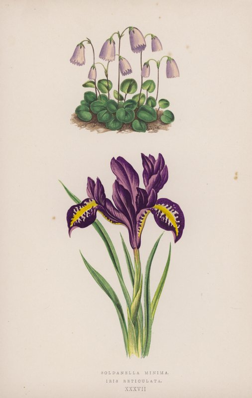 Dwarf Snowbell; Reticulated Iris by English School