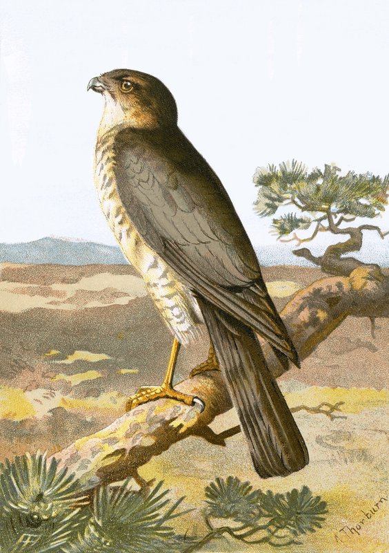 Sparrow Hawk by English School