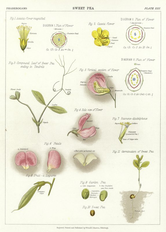 Sweet Pea by English School