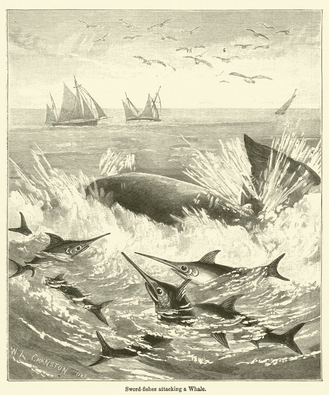 Sword-fishes attacking a Whale by English School