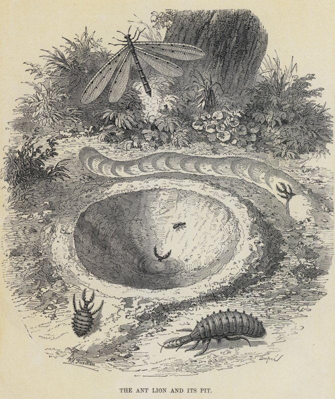 The Ant Lion and its Pit by English School