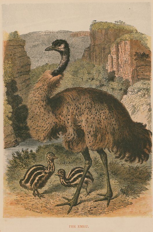 The Emu by English School