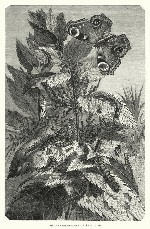 The Metamorphoses of Vanessa Io by English School