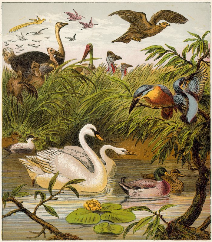 The Peacock at Home by English School