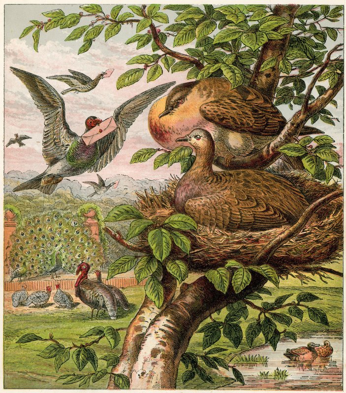 The Peacock at Home by English School