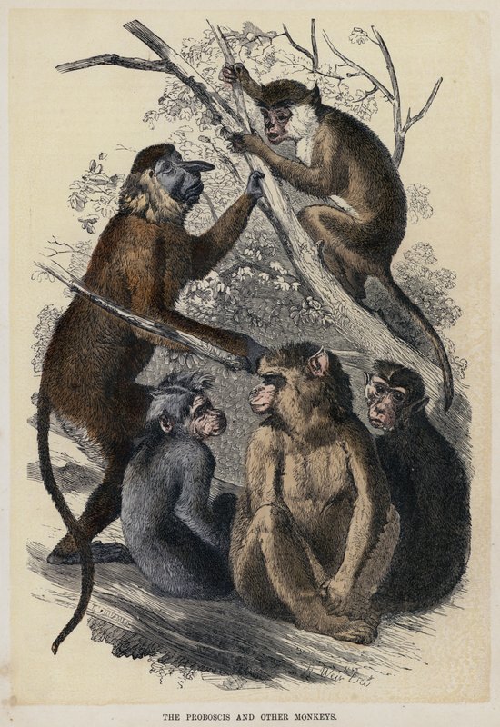 The Proboscis and Other Monkeys by English School