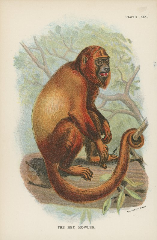 The Red Howler by English School