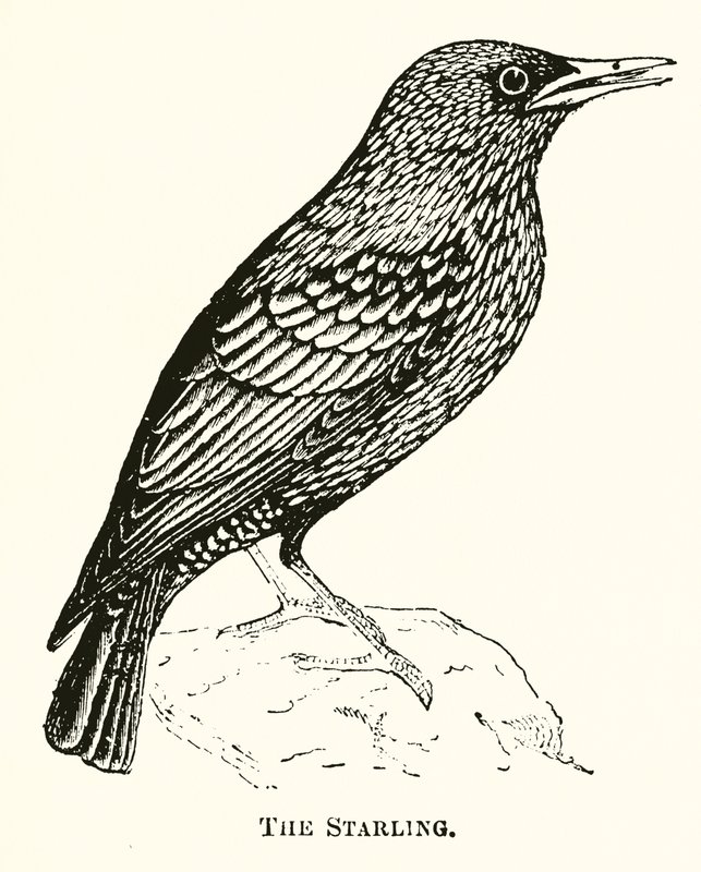 The Starling by English School