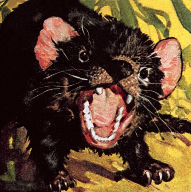 The Tasmanian Devil by English School