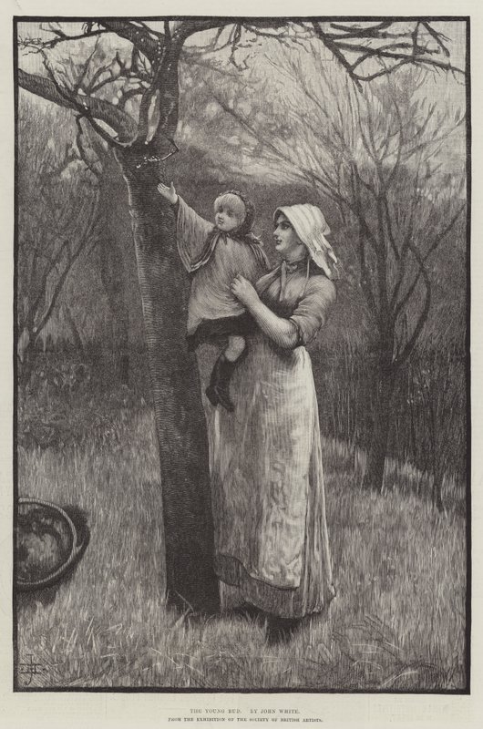 The Young Bud by English School