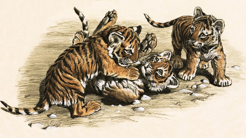 Tiger Cubs by English School