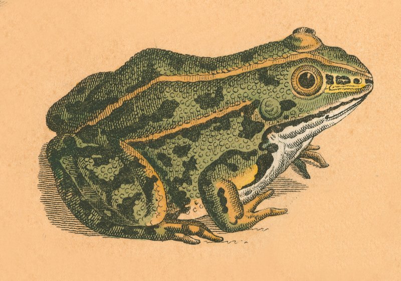 Toad or Frog by English School