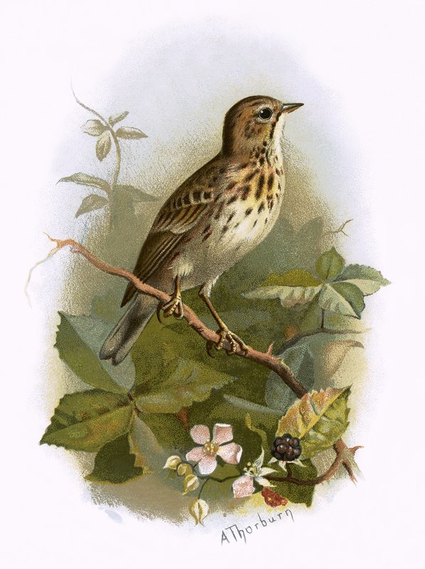 Tree Pipit by English School